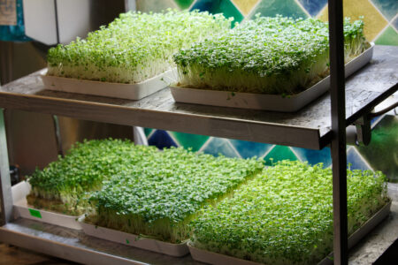 Build a Seed-Starting Shelf Image